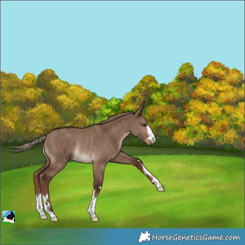 Horse Color:Liver Red Dun Rabicano Brindle 
