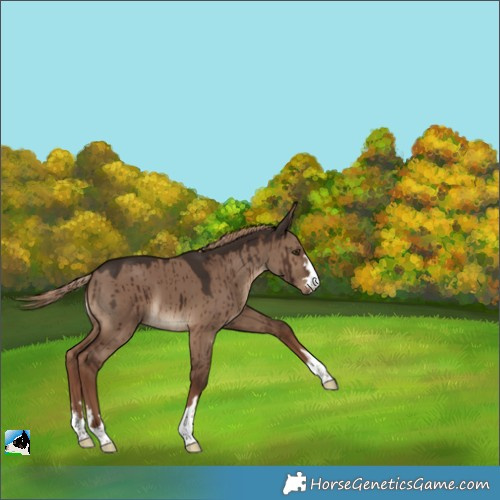 Horse Color:Liver Red Dun Brindle