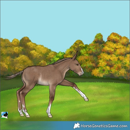 Horse Color:Liver Red Dun Rabicano 