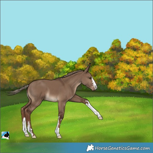 Horse Color:Liver Red Dun 