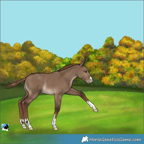 Horse Color:Liver Red Dun Rabicano 