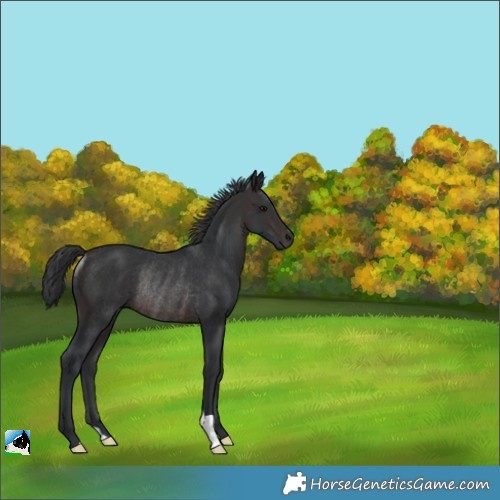 Horse Color:Brown Rabicano 