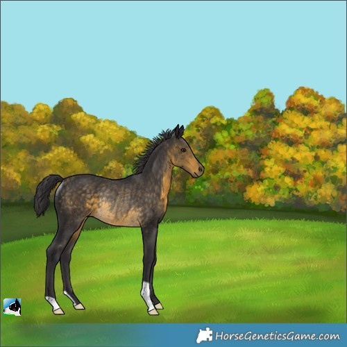 Horse Color:Buckskin Rabicano 