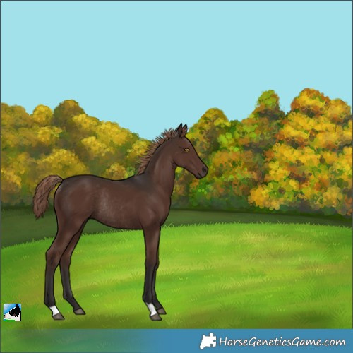 Horse Color:Liver Chestnut Rabicano