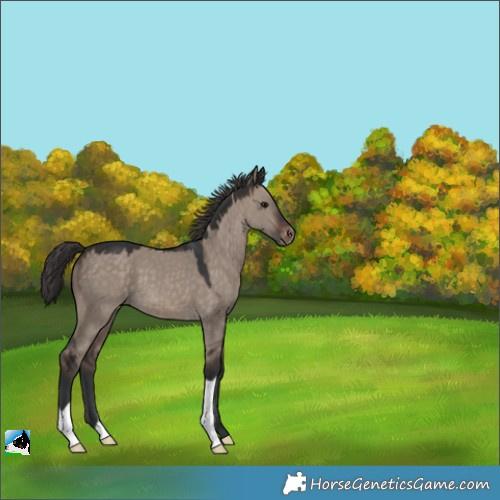 Horse Color:Brown Dun Mushroom Appaloosa 