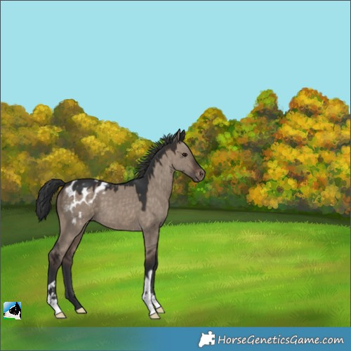 Horse Color:Brown Dun Appaloosa