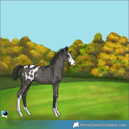 Horse Color:Grullo Sabino Appaloosa Brindle 