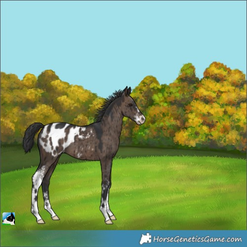 Horse Color:Brown Dun Sabino Appaloosa Brindle 