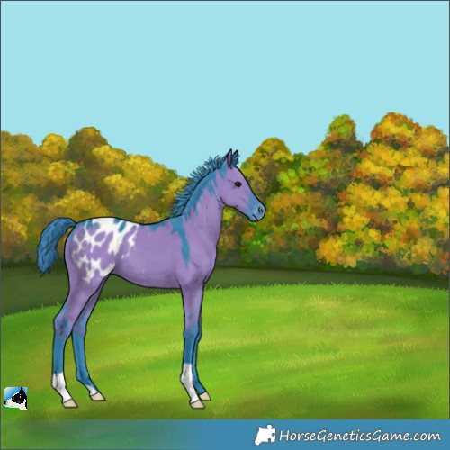 Horse Color:Watercolor Grullo Appaloosa