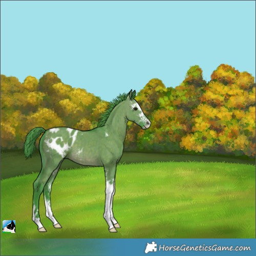 Horse Color:Watercolor Brown Dun Sabino Appaloosa Brindle 