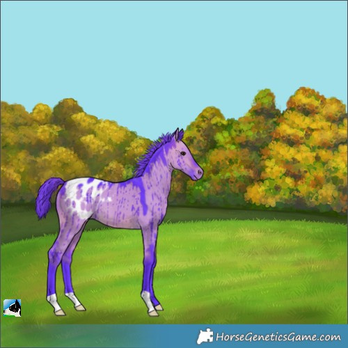 Horse Color:Watercolor Brown Dun Appaloosa Brindle