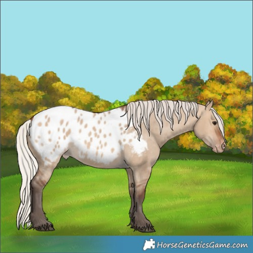 Horse Color:Silver Brown Dun Appaloosa 