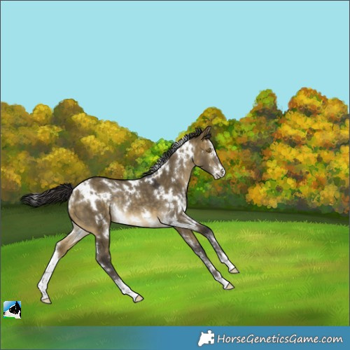 Horse Color:White Spotted Buckskin Dun Mushroom Sabino Rabicano 