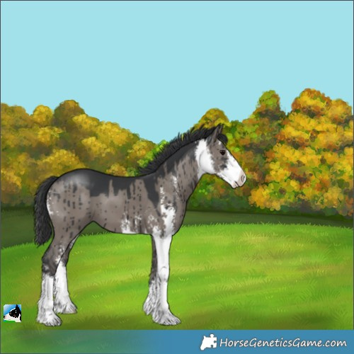 Horse Color:Grullo Sabino Brindle 