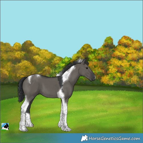Horse Color:Grullo Tobiano 