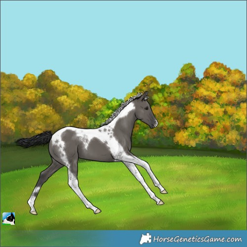 Horse Color:Grullo Tobiano