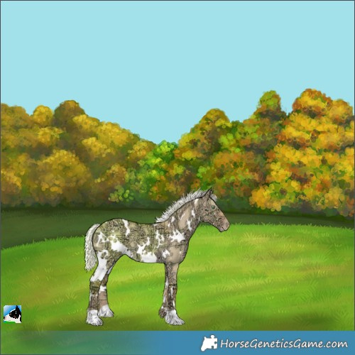 Horse Color:Plaid White Spotted Silver Amber Cream Champagne Ice Dun