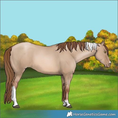 Horse Color:Liver Red Dun Pearl Tobiano 