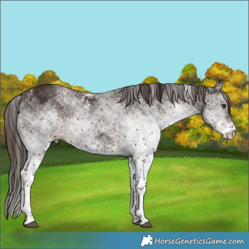 Horse Color:White Spotted Liver Chestnut 