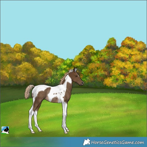 Horse Color:Chocolate Palomino Tobiano Rabicano 