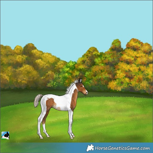 Horse Color:Chocolate Palomino Tobiano Rabicano