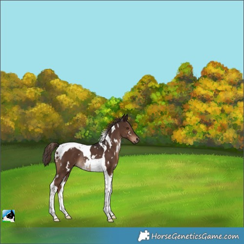 Horse Color:White Spotted Liver Chestnut Tobiano Rabicano 
