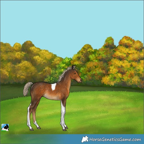 Horse Color:Chocolate Palomino Tobiano Rabicano 
