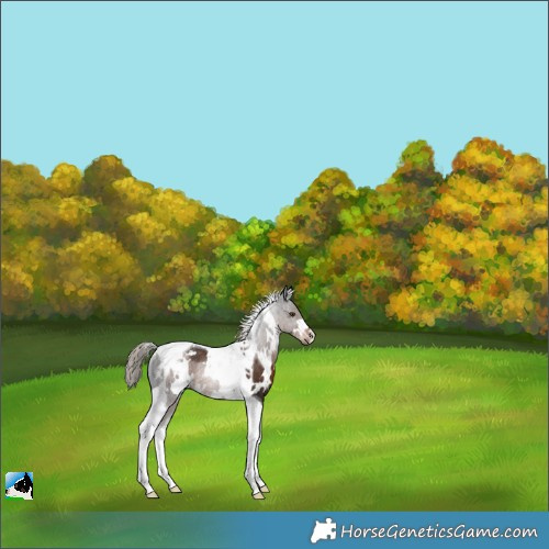 Horse Color:White Spotted Liver Chestnut Tobiano Rabicano