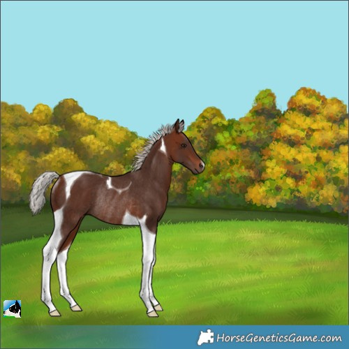 Horse Color:Silver Bay Tobiano Rabicano 