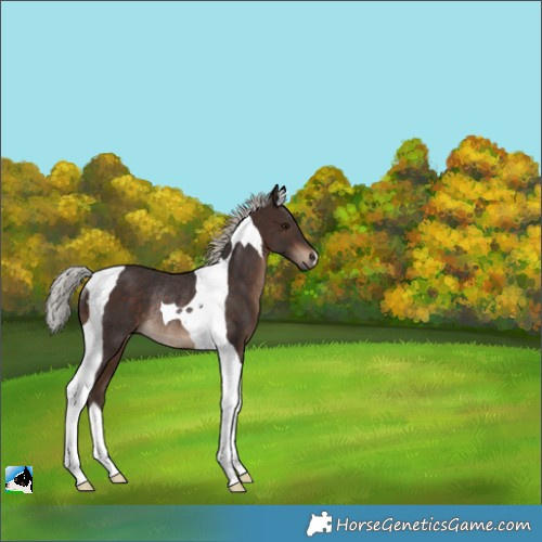 Horse Color:Silver Brown Tobiano Rabicano 
