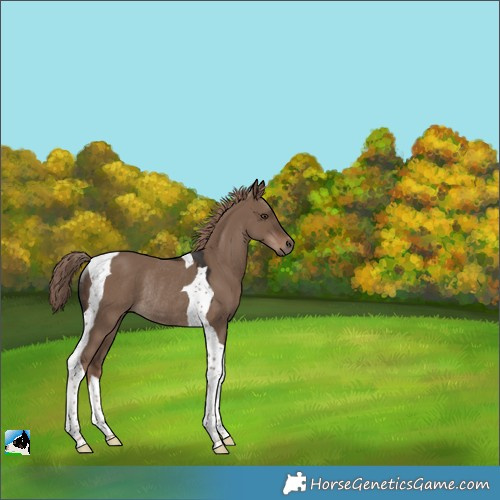 Horse Color:Liver Red Dun Tobiano Rabicano 