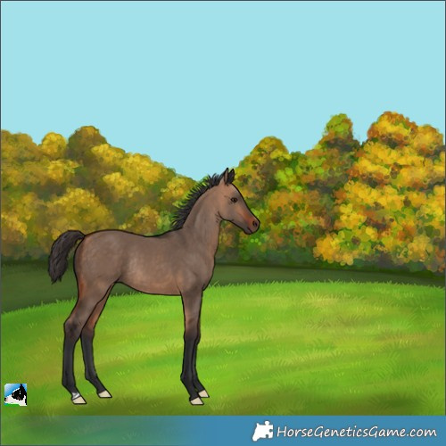 Horse Color:Bay Dun Rabicano 