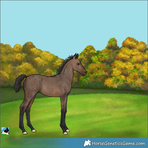Horse Color:Brown Dun Rabicano Brindle