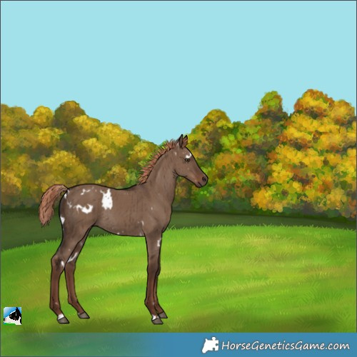 Horse Color:White Spotted Liver Red Dun Rabicano Brindle 
