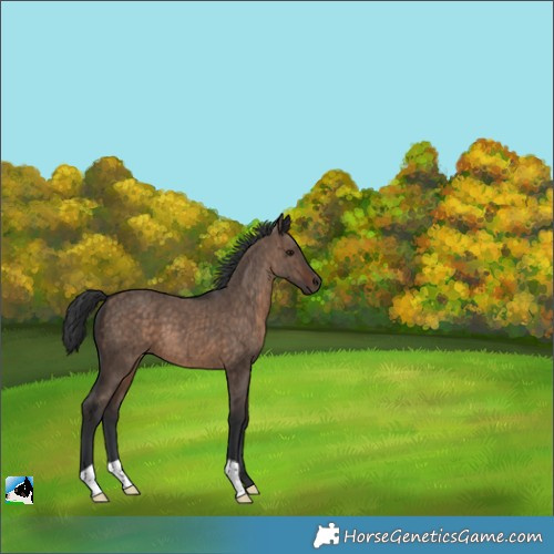 Horse Color:Brown Dun Brindle 