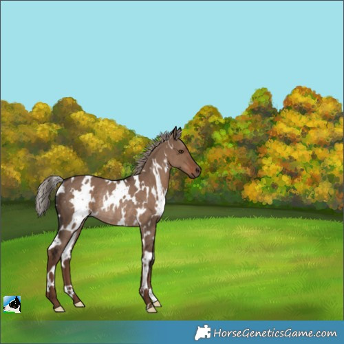 Horse Color:White Spotted Liver Red Dun Rabicano 