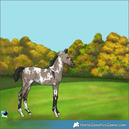 Horse Color:White Spotted Bay Dun 