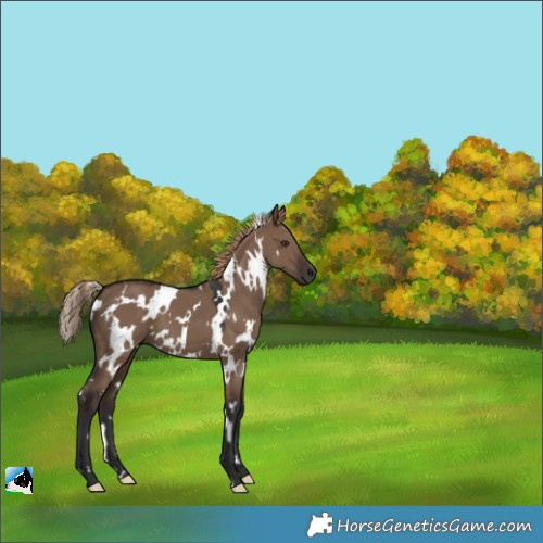 Horse Color:White Spotted Liver Red Dun 