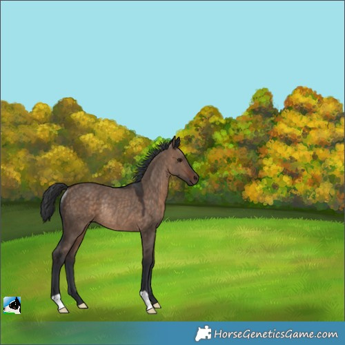 Horse Color:Bay Dun Rabicano 