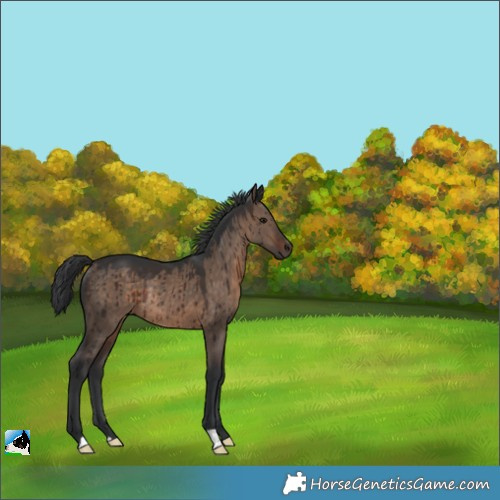 Horse Color:Brown Dun Rabicano Brindle 