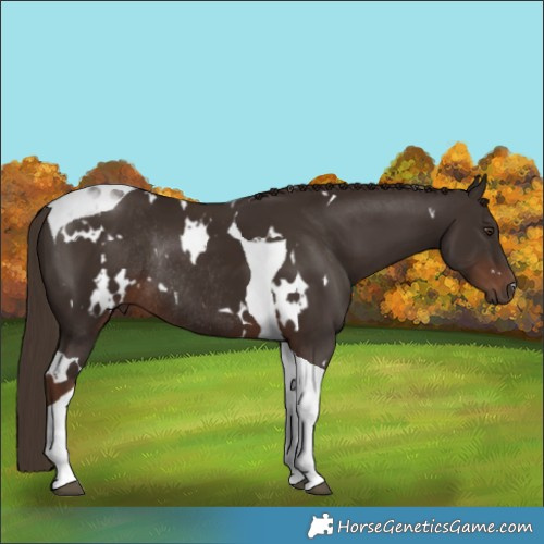 Horse Color:White Spotted Liver Chestnut Tobiano Rabicano 