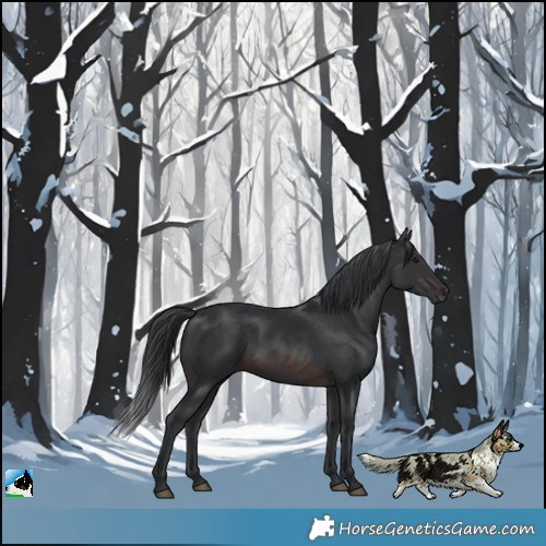 Horse Color:Brown Rabicano