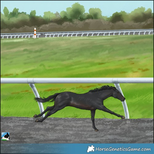 Horse Color:Brown Rabicano 