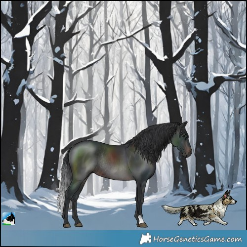 Horse Color:Brown Rabicano 