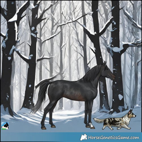 Horse Color:Brown Rabicano