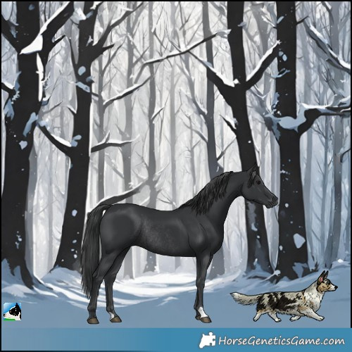 Horse Color:Black Rabicano 