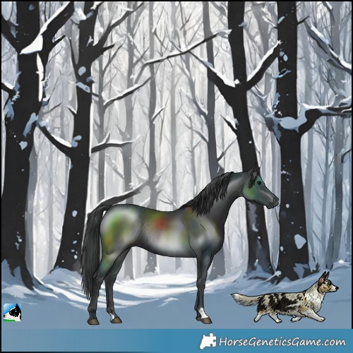Horse Color:Black Rabicano 