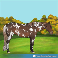 Horse Color:White Spotted Liver Chestnut Appaloosa Rabicano