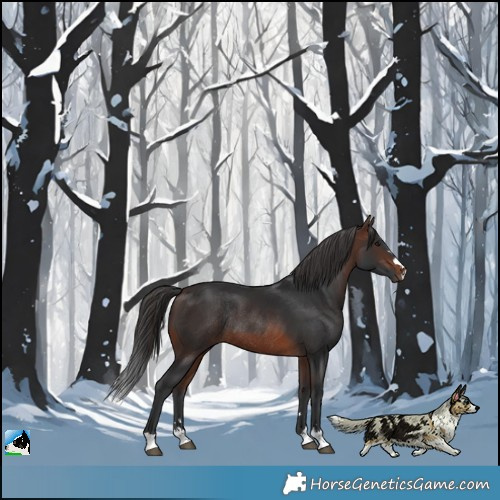 Horse Color:Brown Rabicano