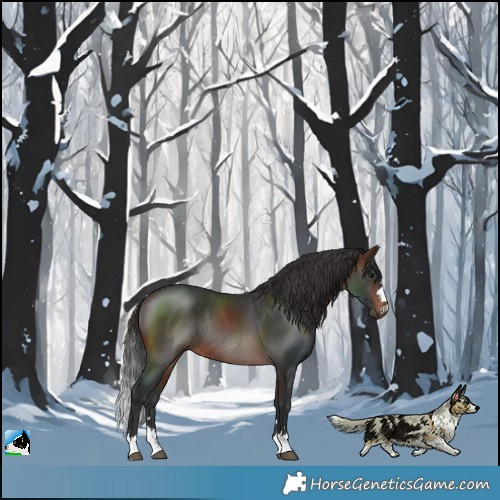 Horse Color:Brown Rabicano 